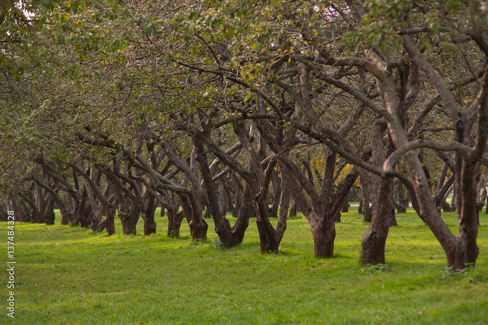 old apple tree standing in a row in the garden old apple tree standing in a row in the garden