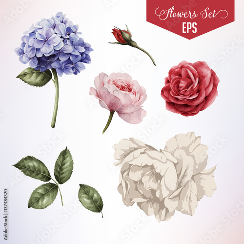 Flowers and leaves, watercolor, can be used as greeting card, invitation card for wedding, birthday and other holiday and summer background. Vector illustration. 