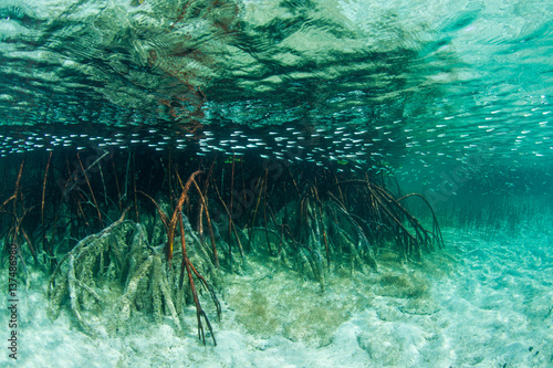 School of fish swimming by mangrove roots in the sea