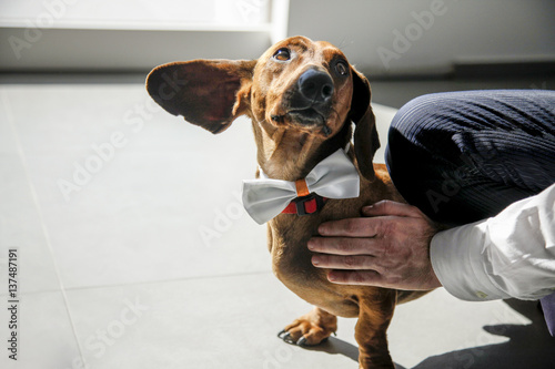 Bassotto con papillon che guarda il padrone e muove l'orecchio photo