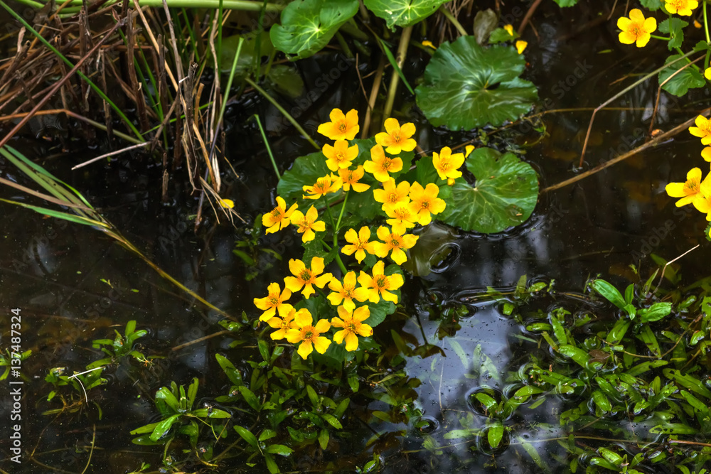 Blooming spring flower marsh marigold grows in the spring forest.
