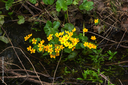 Obraz na płótnie Blooming spring flower marsh marigold grows in the spring forest. w salonie