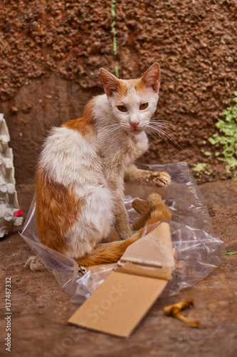 Katze