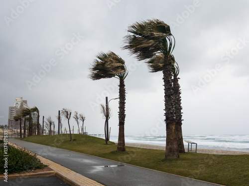 Wallpaper Mural Strong wind blows from the sea and bends palms on the coast Torontodigital.ca
