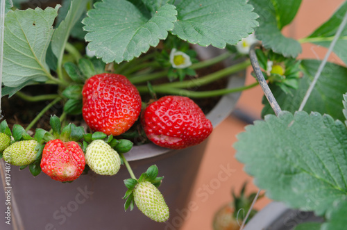 strawberry fruit in garden at Dalat city. Strawberry farm is one of most popular place for tourist.