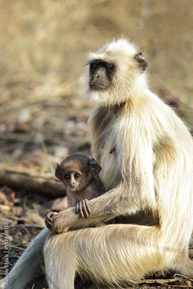 Gray Langur and her baby sitting on lap