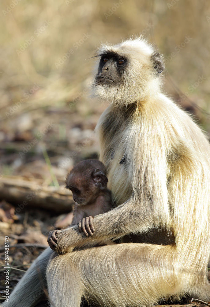 Gray Langur with baby