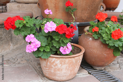 Fototapeta Naklejka Na Ścianę i Meble -  Pots of Red and Pink Geraniums