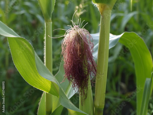 Maisblüte, Mais, Feldpflanze, Ernte, Ackerbau, Natur, Feld, Gemüse photo