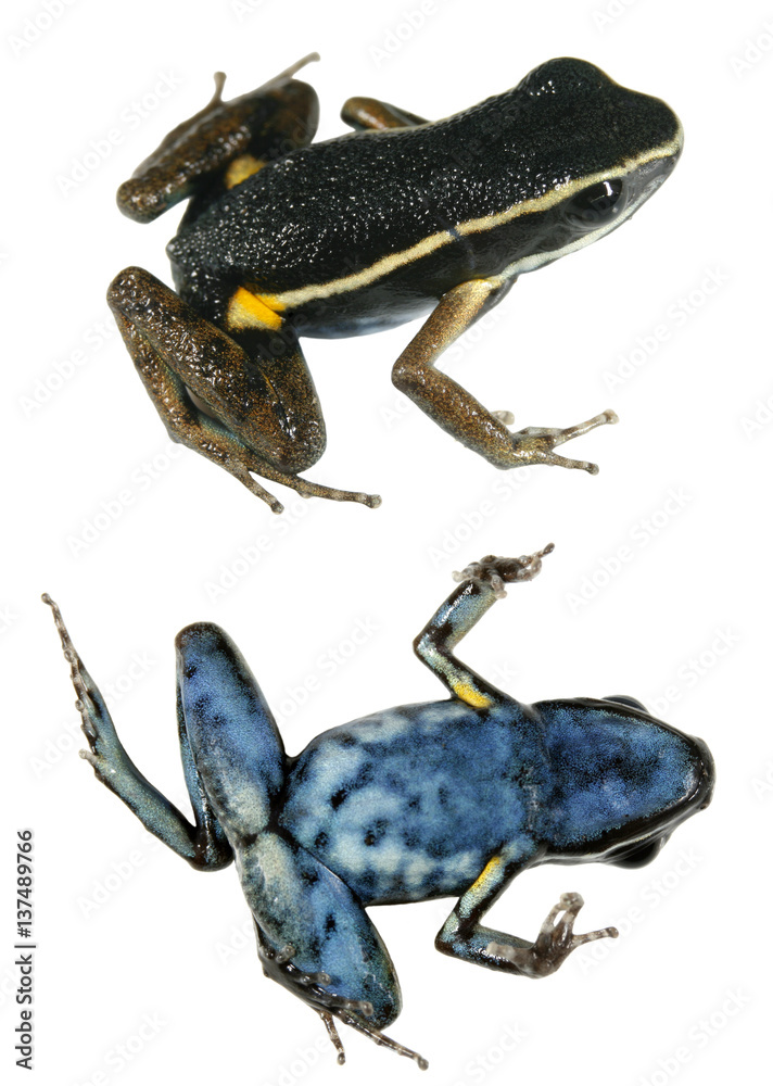 Obraz premium Spotted-legged poison frog (Ameerega hahneli), dorsal and ventral view. From the Peruvian Amazon