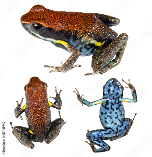 Ecuadorian Poison Frog (Ameerega bilinguis), in three poses. photo
