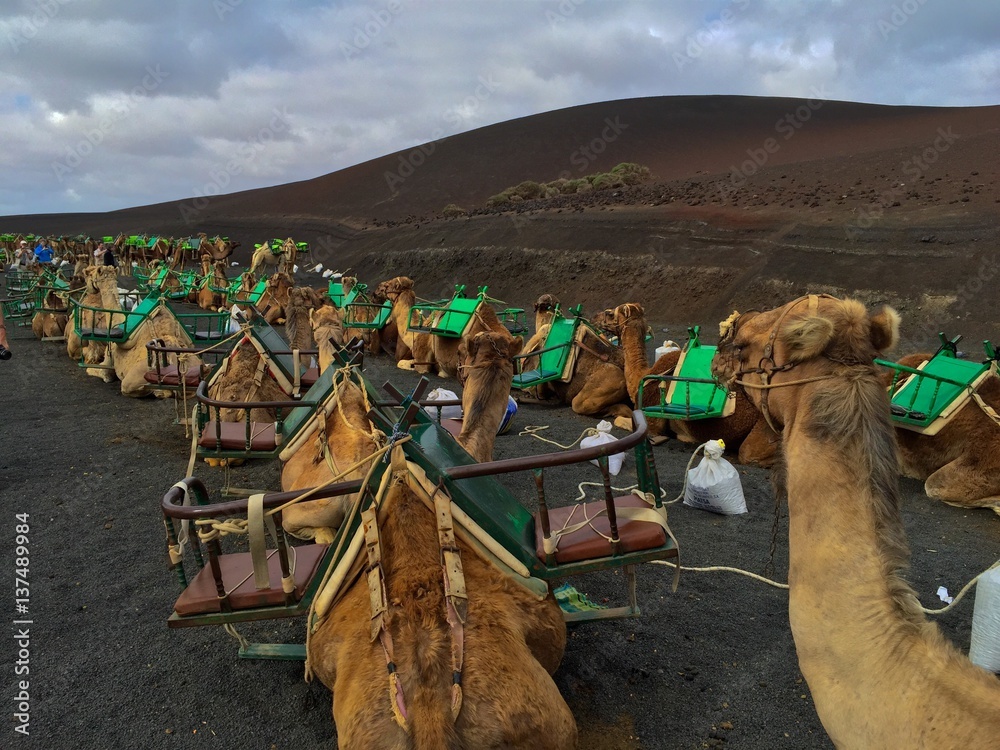 Fototapeta premium Kamele auf Lanzarote