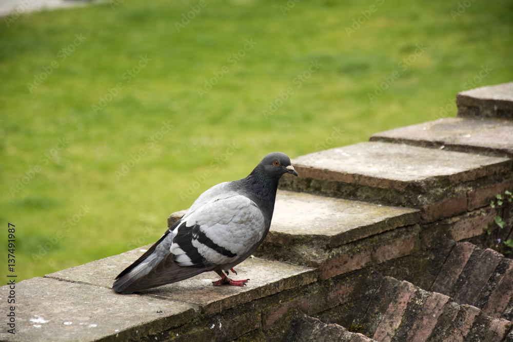 Obraz premium Bird 87