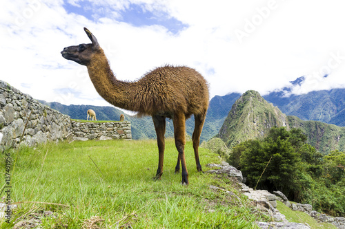 Cute brown lama on the ruins of Machu Picchu lost city in Peru © Louis-Photo
