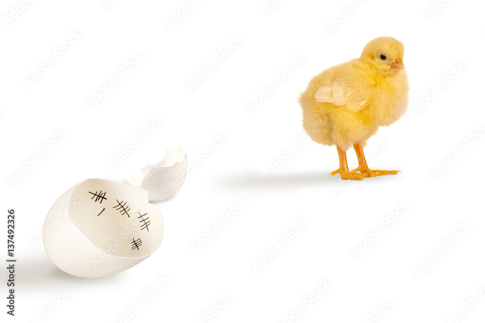Escaped chick and eggshell with scores Escaped chick and eggshell with scores