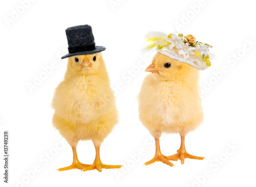 Photo Chick wedding