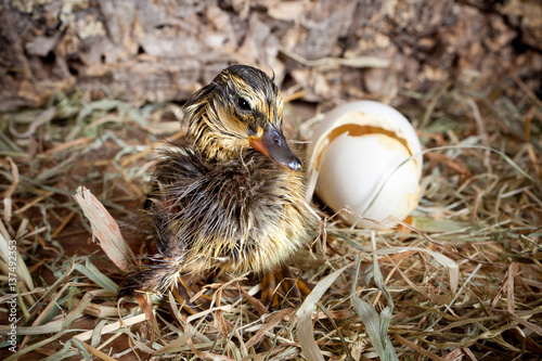Drying duckling hatched