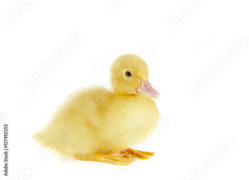 Sitting duck