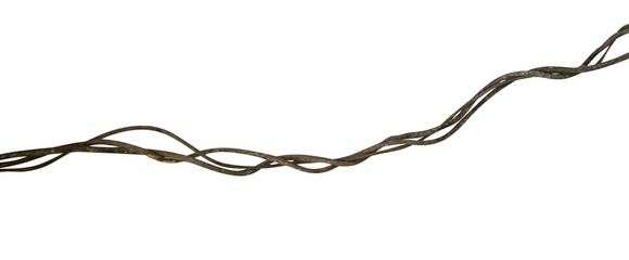 Twisted wild liana jungle vine isolated on white background, clipping path included