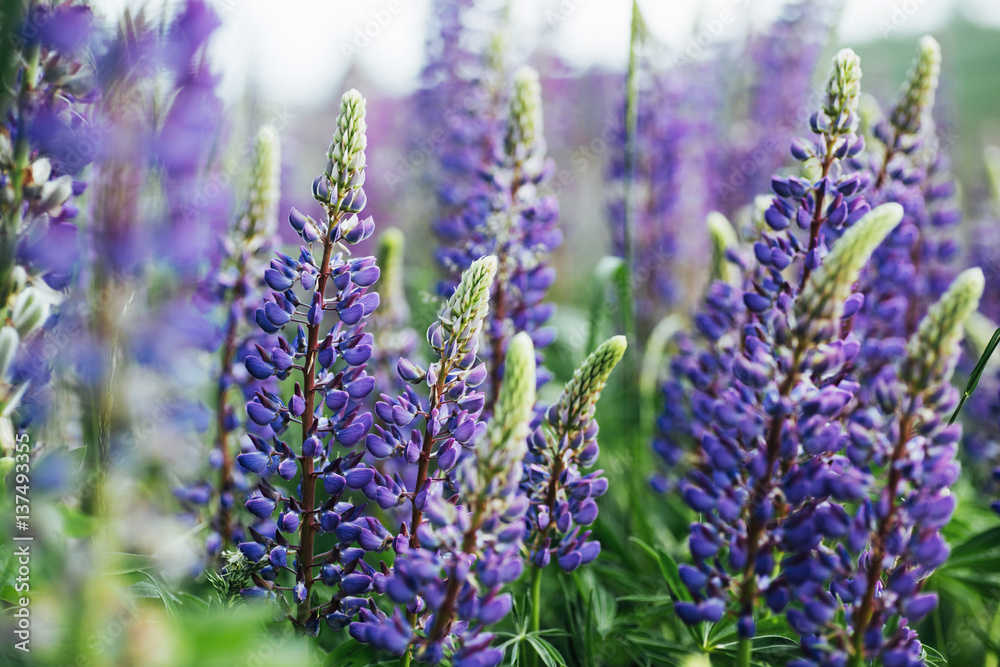 Naklejka premium purple lupine flowers in green grass