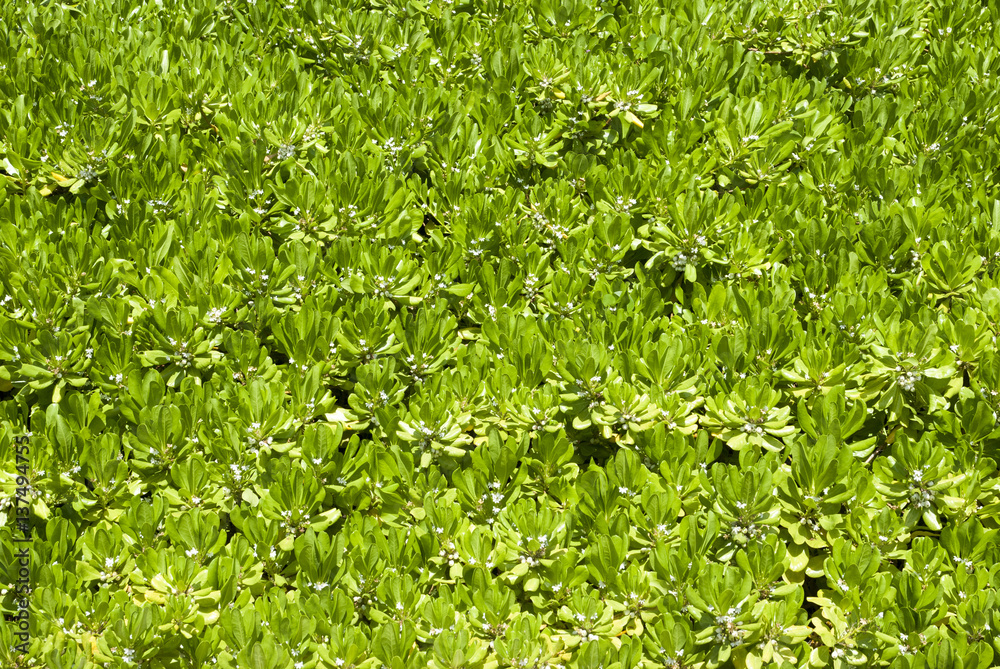 Tropical Nature Background Tropical Nature Background
