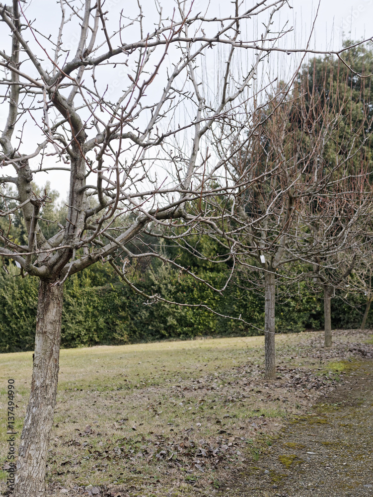 Fototapeta premium detail of boboli garden