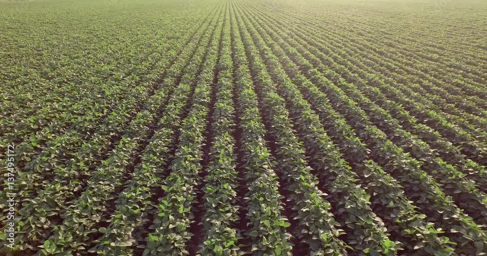 Aerial flight of soy rows Aerial flight of soy rows