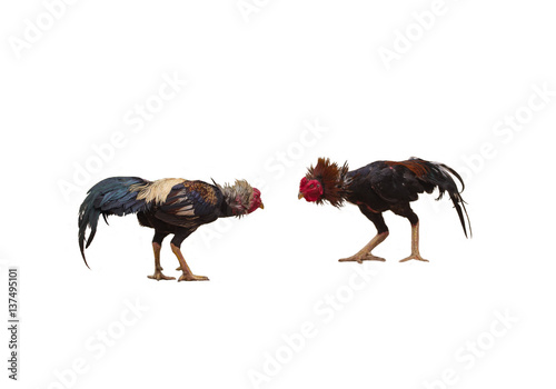 A gamecock is a type of rooster with physical and behavioral traits suitable for cockfighting. Male and female chickens of such a breed are referred to as game fowl.