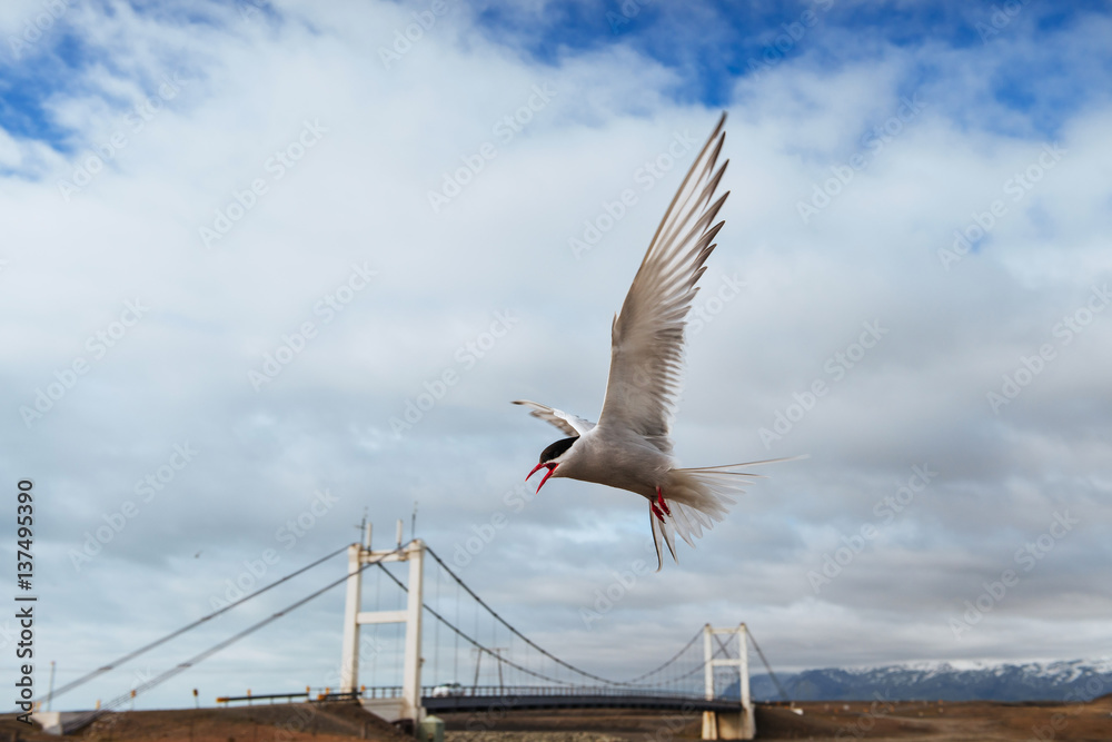 Arctic tern on white background - blue clouds.