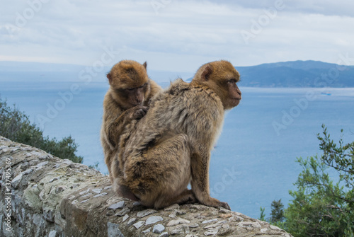 Two barbery apes sitting and grooming on a wall at the top of The Rock of Gibraltar against scenic seascape on a cloudy day.