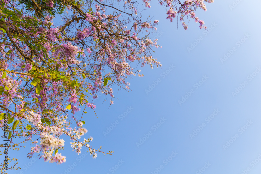 Beautiful pink flowers with clear sky.