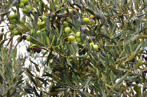 Olive tree with berry