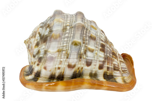 Shell (Cypraecassis Rufa) - Bull Mouth Helmet -  marine gastropod