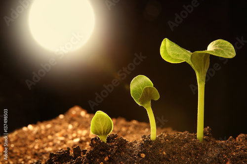Three green shoots growing from the soil. Dark background with the sun