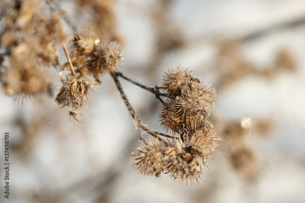 Grass covered with frost in the bitter cold. Grass covered with frost in the bitter cold.