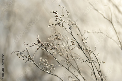 Grass covered with frost in the bitter cold.