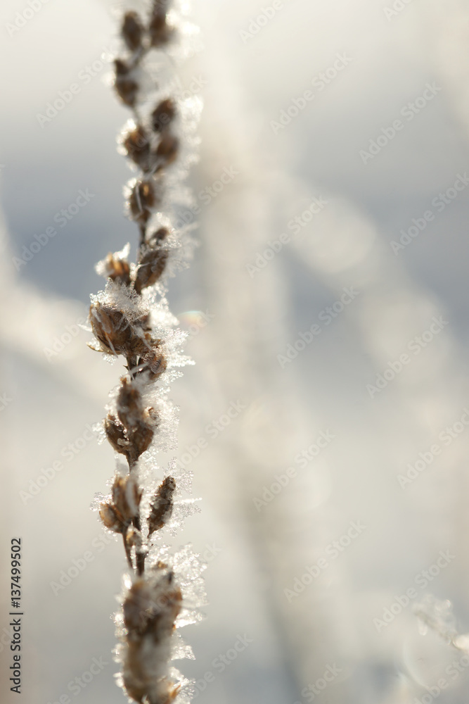 Naklejka premium Grass covered with frost in the bitter cold.