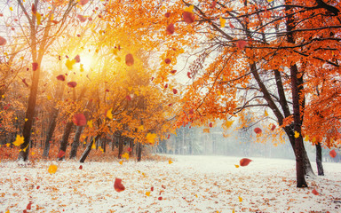 Light breaks through the autumn leaves of trees