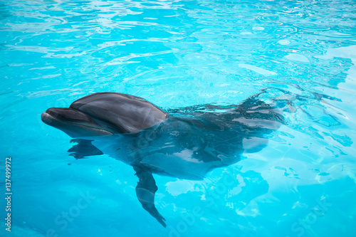 Dolphins swim in the pool