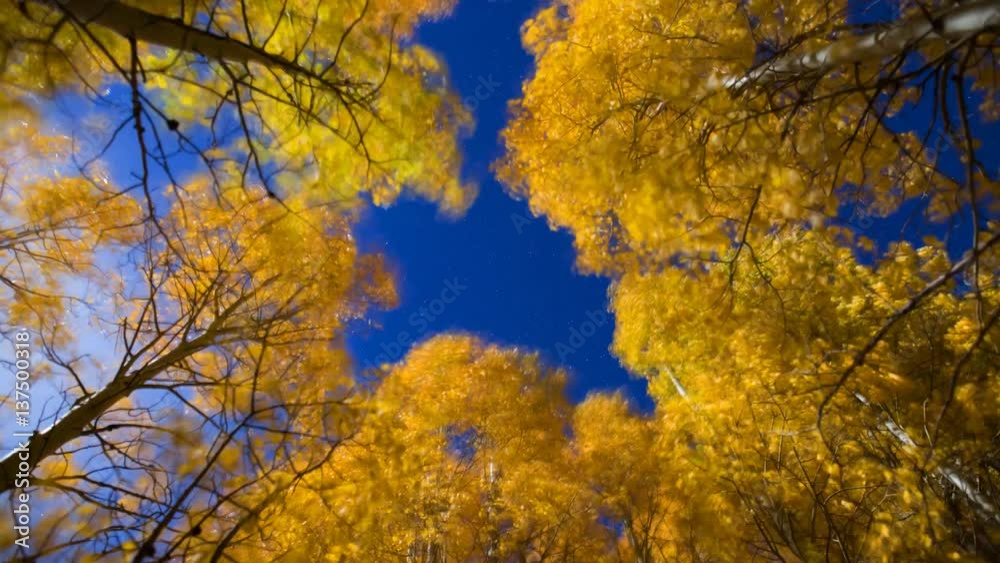 MoCo Astro Timelapse Low Angle Shot of Fall Foliage in Eastern Sierra MoCo Astro Timelapse Low Angle Shot of Fall Foliage in Eastern Sierra