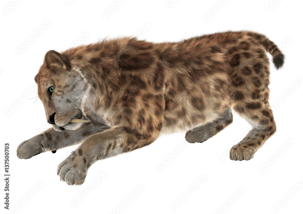 Obraz premium 3D Rendering Sabertooth on White