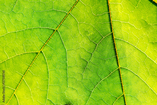 texture of green fresh leaf