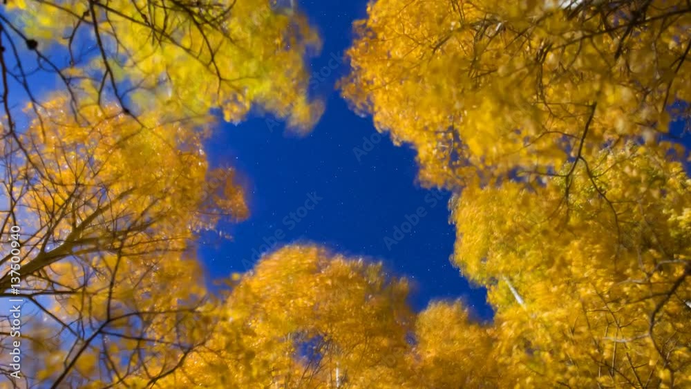 MoCo Astro Timelapse Low Angle Shot of Fall Foliage in Eastern Sierra -Long Crop MoCo Astro Timelapse Low Angle Shot of Fall Foliage in Eastern Sierra -Long Crop