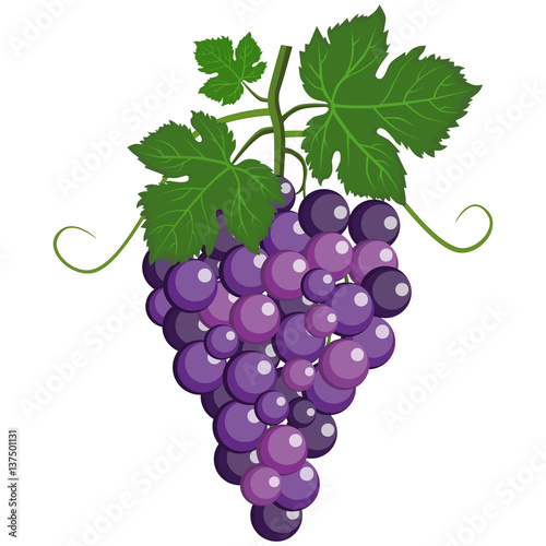 Fresh bunch of grapes purple icon on white background. vector illustration in flat style.