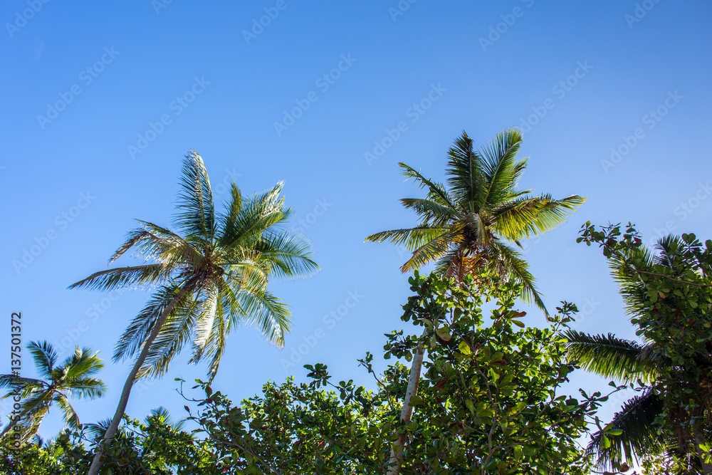 view of the palm branches and sky from the bottom
