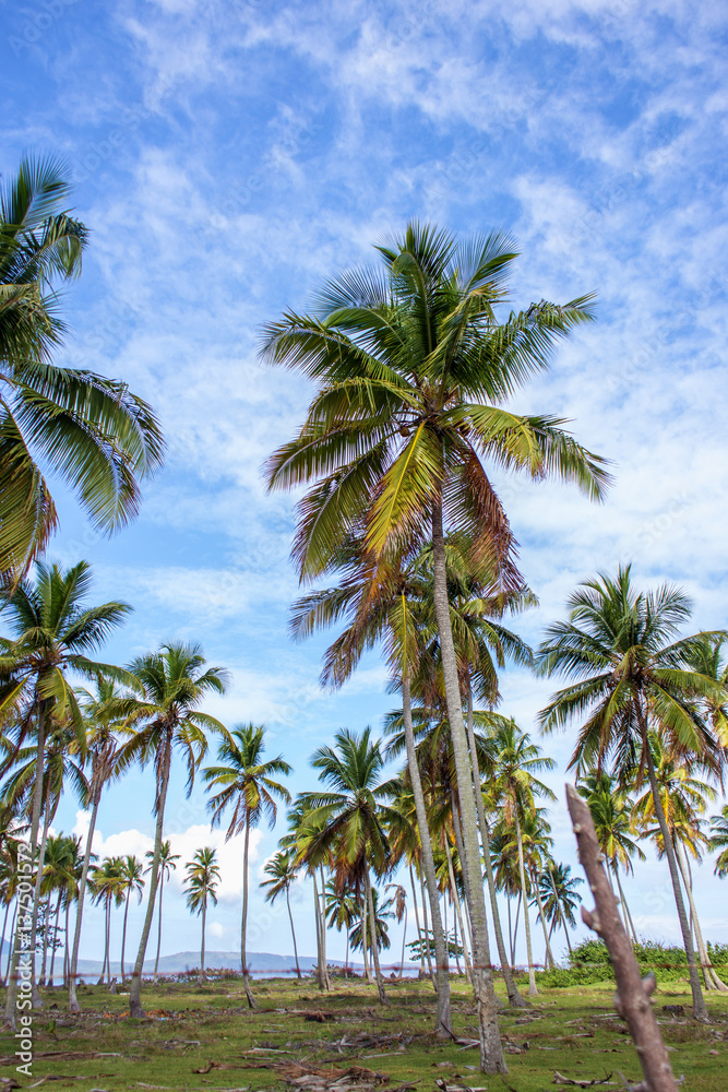 Palm forest on background of blue sky
