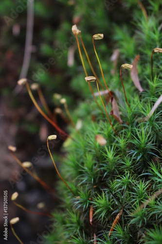 moss