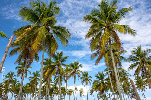 Amazing view on green palms on blue sky background
