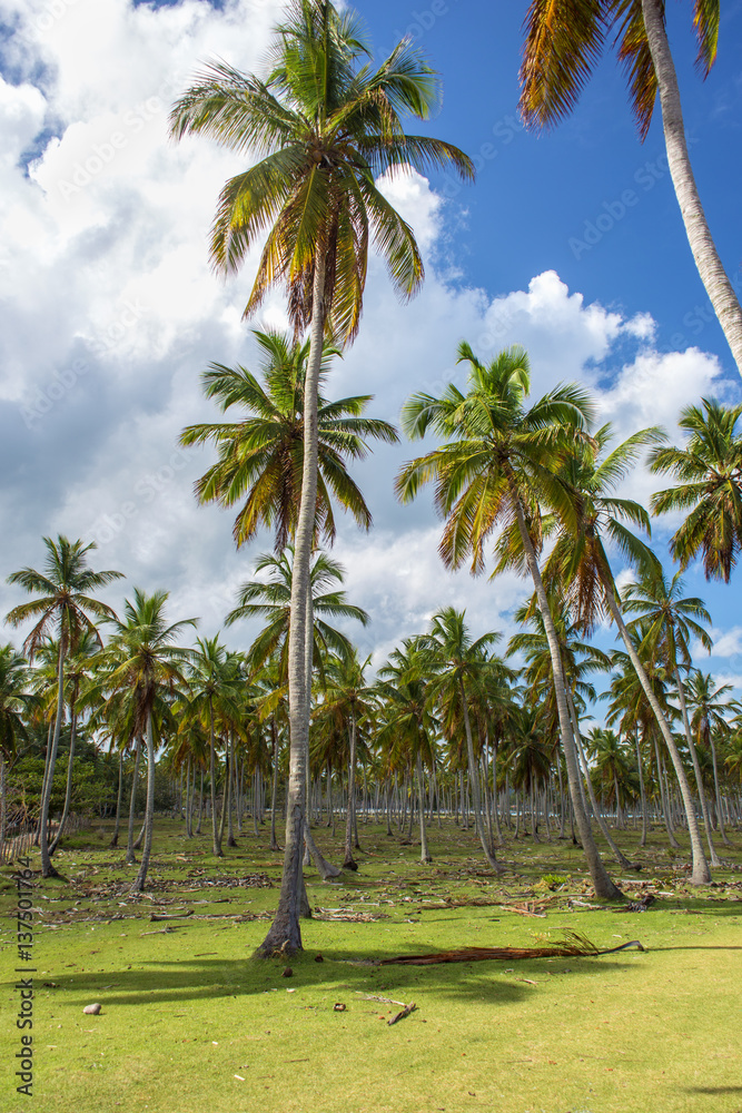 Fototapeta premium Palm forest on background of blue sky