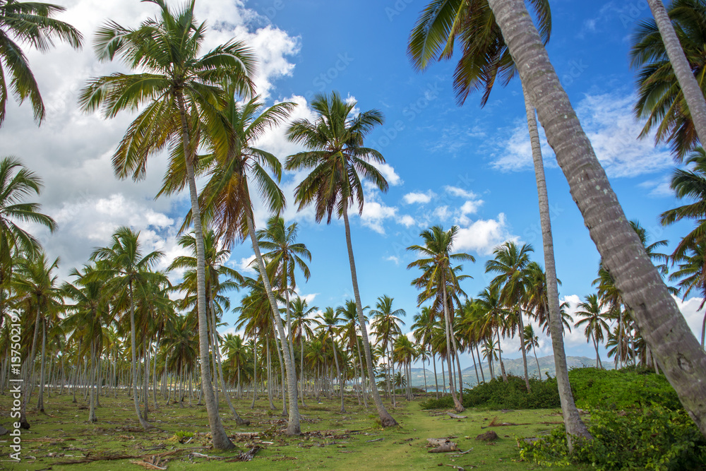 Palm forest. Coco palm trees with green leaves on sunny blue sky background Palm forest. Coco palm trees with green leaves on sunny blue sky background